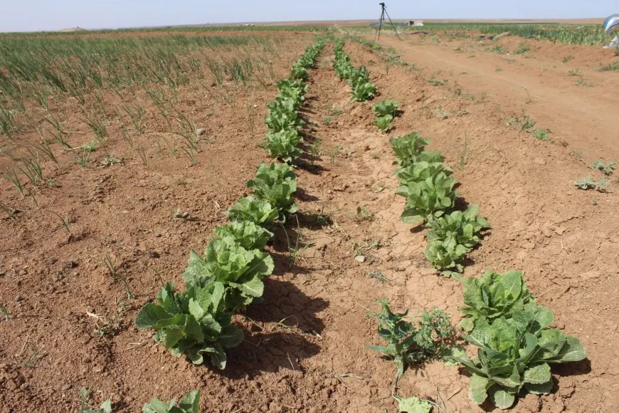 مزارع: دعم زراعة الخضروات الصيفية خطوة مشجعة لتحقيق الاكتفاء