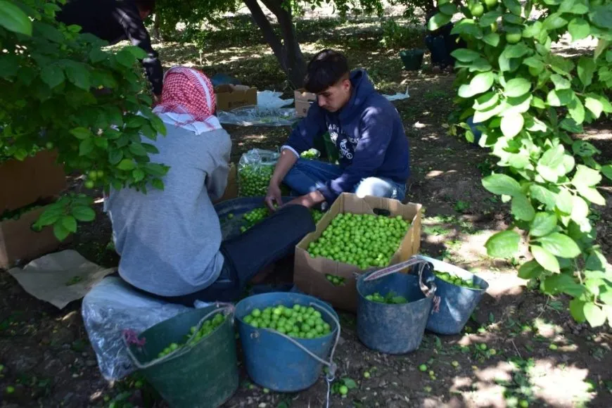 مزارعو الرقة يباشرون جني أولى ثمار اشجار اللوزيات