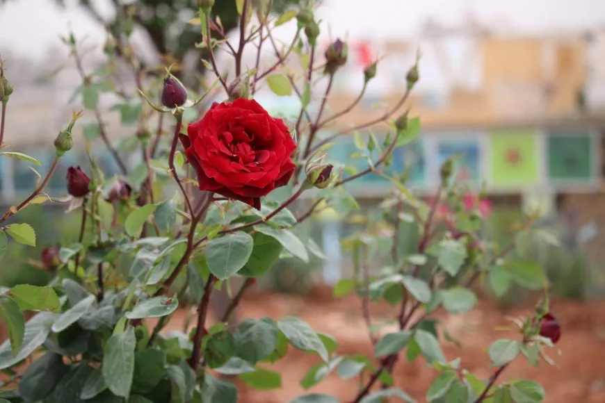 حلب تتزين بالورود احتفاءً بالربيع
