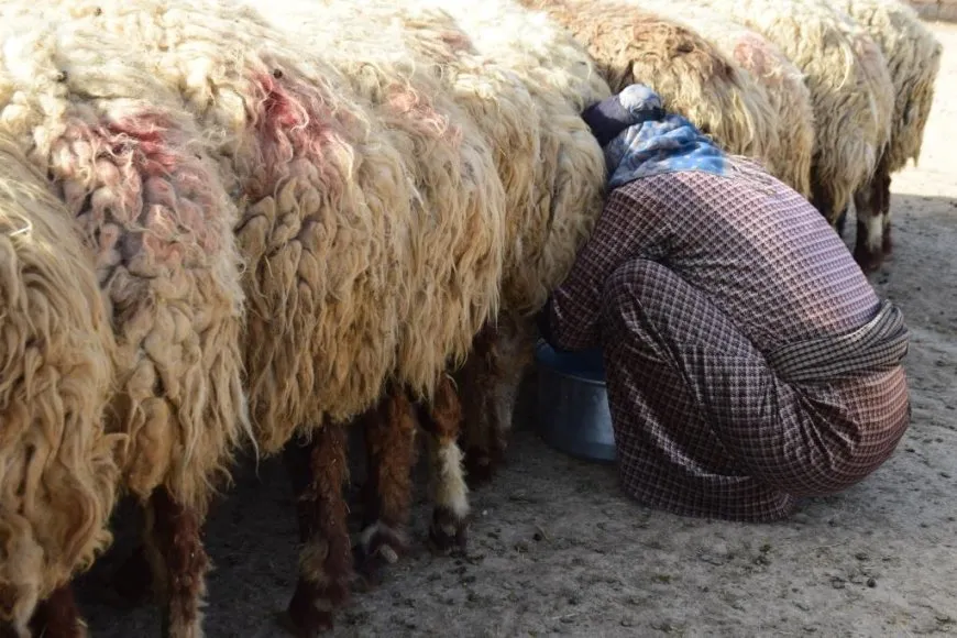 نساء الرقة يُجدّدن تقاليد صناعة الجبن.. من حليب الأغنام إلى موائد الطعام