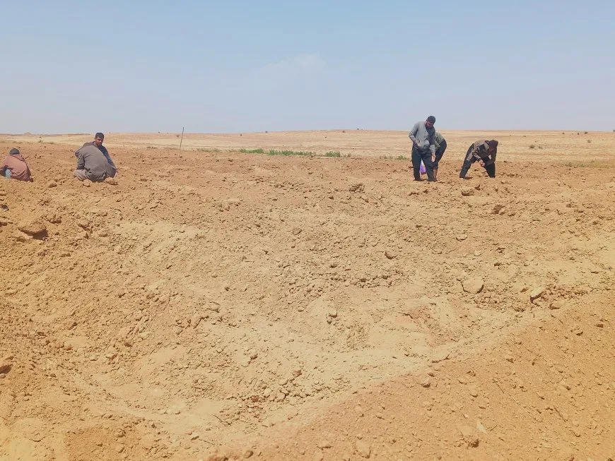 مزارعو الهول يبدؤون بزراعة "الذهب الأبيض"