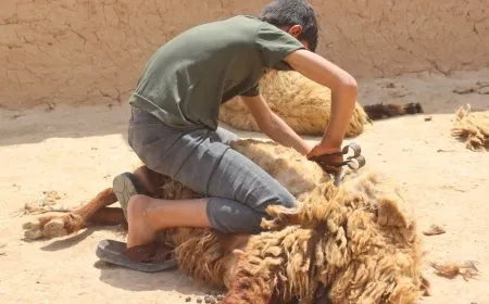 ربيع جزّ الصوف يبدأ لدى مربي الأغنام