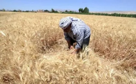 الجفاف يضرب سوريا وتهديد للأمن الغذائي يلوح في الأفق