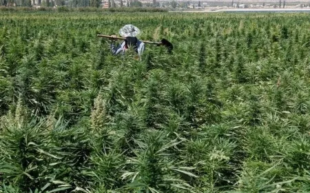 لبنان يطلق آلية زراعة "القنّب الهندي" ومعايير تصنيعه