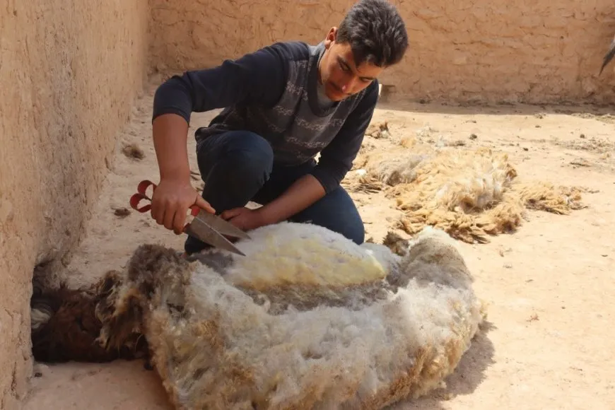 ربيع جزّ الصوف يبدأ لدى مربي الأغنام