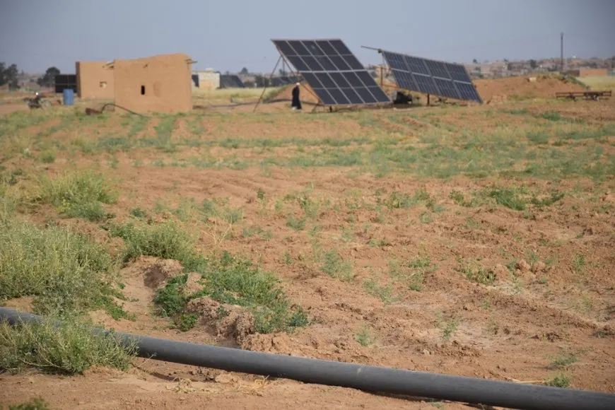 مزارعو الشدادي يبدؤون جني الكمّون وسط خسائر بسبب الجفاف وقلة الأمطار