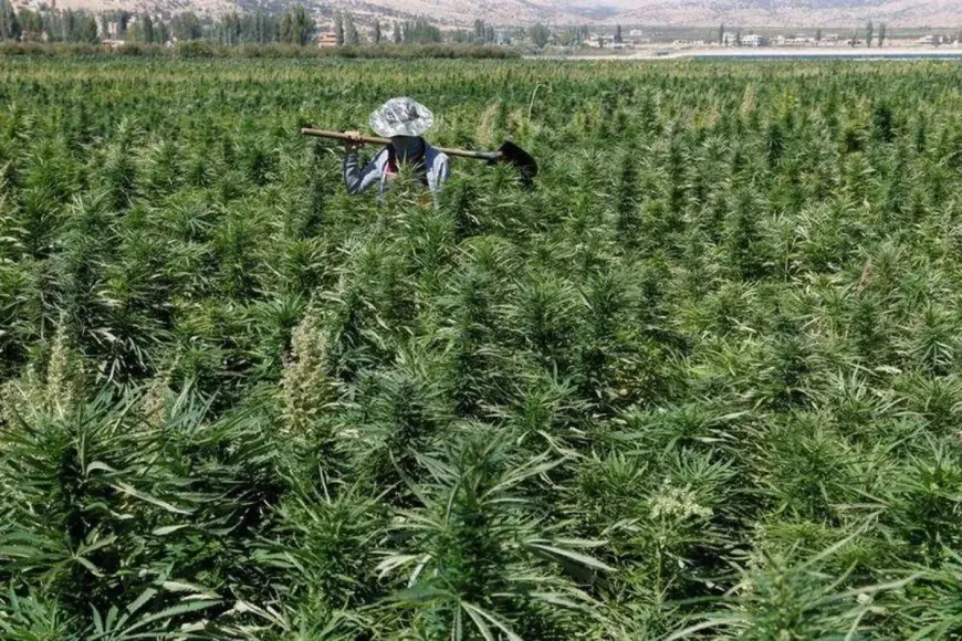 لبنان يطلق آلية زراعة "القنّب الهندي" ومعايير تصنيعه