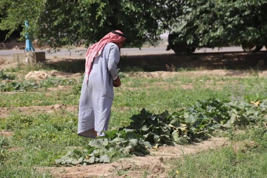إنتاج الخضروات المحلية ينعش الأسواق ويخفّض الأسعار