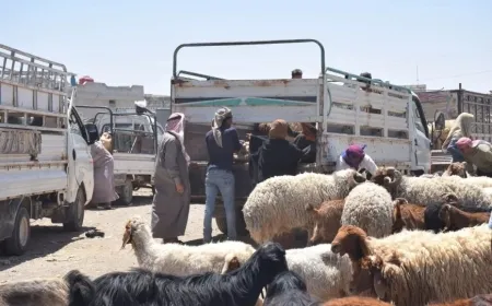 مع اقتراب عيد الأضحى.. انخفاض أسعار الأضاحي وإقبال واسع في الأسواق