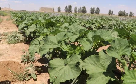 غلاء الأسمدة وانتشار الآفات يهددان موسم الخضروات جنوب الحسكة