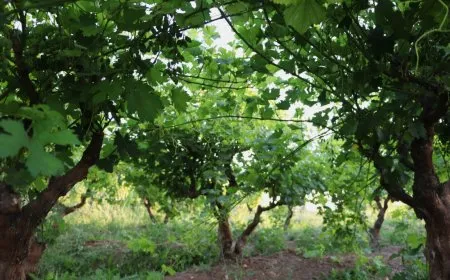 بساتين تل صخر.. رئة خضراء تواجه تحديات الجفاف ونقص الدعم الزراعي