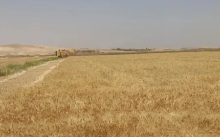 موسم حصاد القمح مخيباً للآمال رغم جهود الإدارة الذاتية لدعم المزارعين