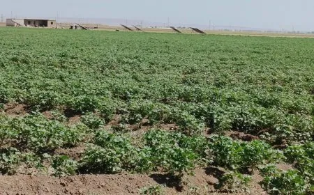 جولات ميدانية واسعة لحماية القطاع الزراعي وتعزيز الأمن الغذائي في مقاطعة الجزيرة