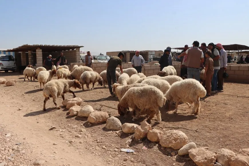 مع اقتراب عيد الأضحى.. انخفاض أسعار الأضاحي وإقبال واسع في الأسواق