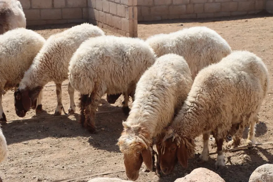 مع اقتراب عيد الأضحى.. انخفاض أسعار الأضاحي وإقبال واسع في الأسواق