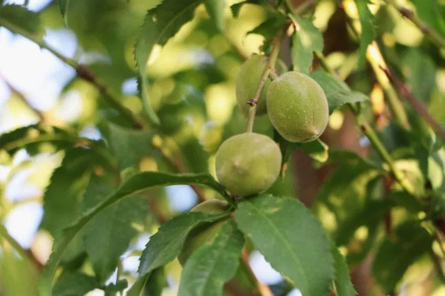 بساتين تل صخر.. رئة خضراء تواجه تحديات الجفاف ونقص الدعم الزراعي