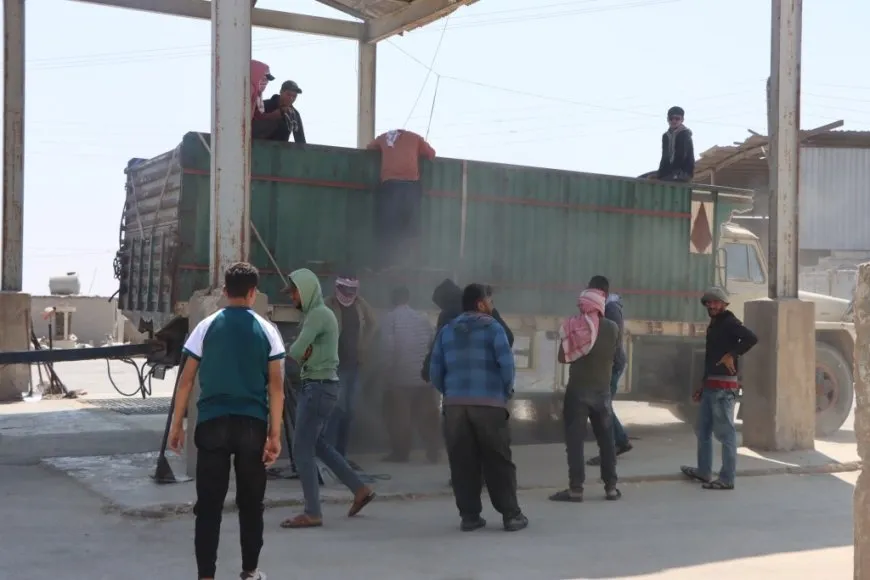 استلام محصول القمح من المزارعين 