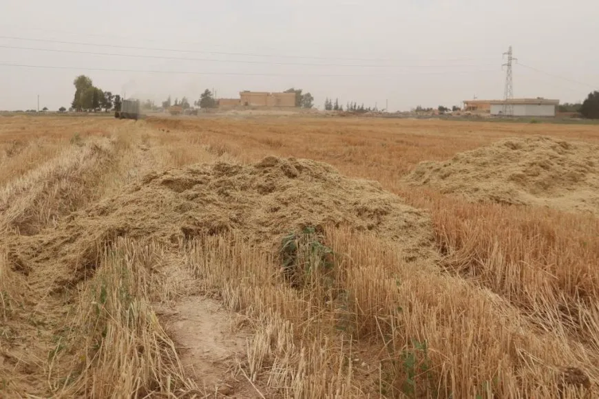 استلام أكثر من 8 آلاف طن من القمح في مقاطعة الرقة