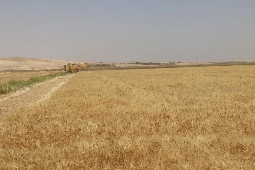 موسم حصاد القمح مخيباً للآمال رغم جهود الإدارة الذاتية لدعم المزارعين