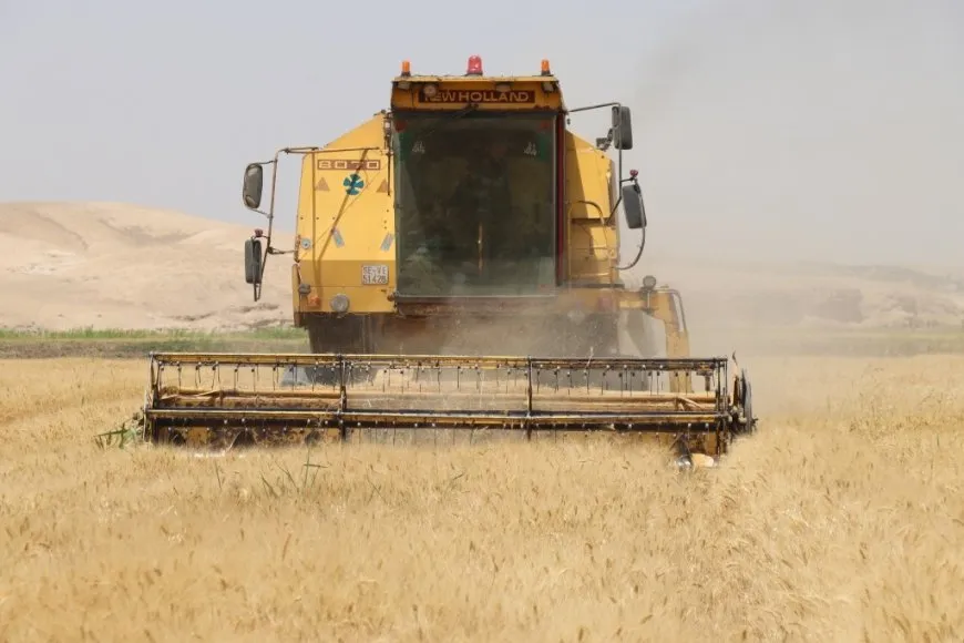 موسم حصاد القمح مخيباً للآمال رغم جهود الإدارة الذاتية لدعم المزارعين