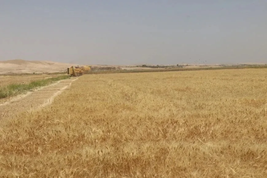 موسم حصاد القمح مخيباً للآمال رغم جهود الإدارة الذاتية لدعم المزارعين