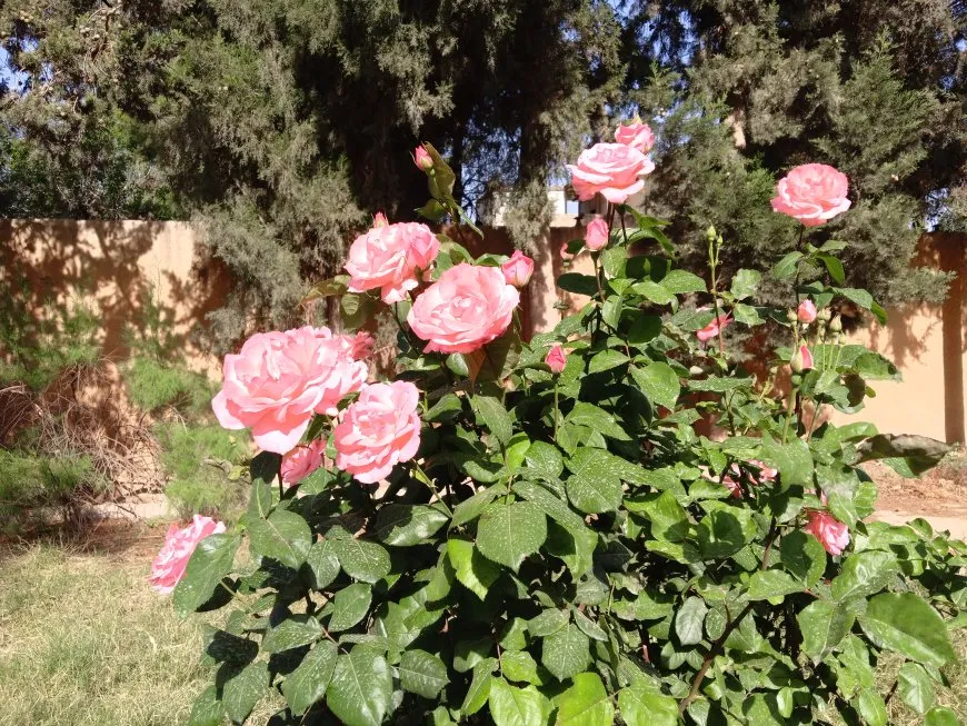 الطبيعة تتحدى حرّ الصيف بجمالها