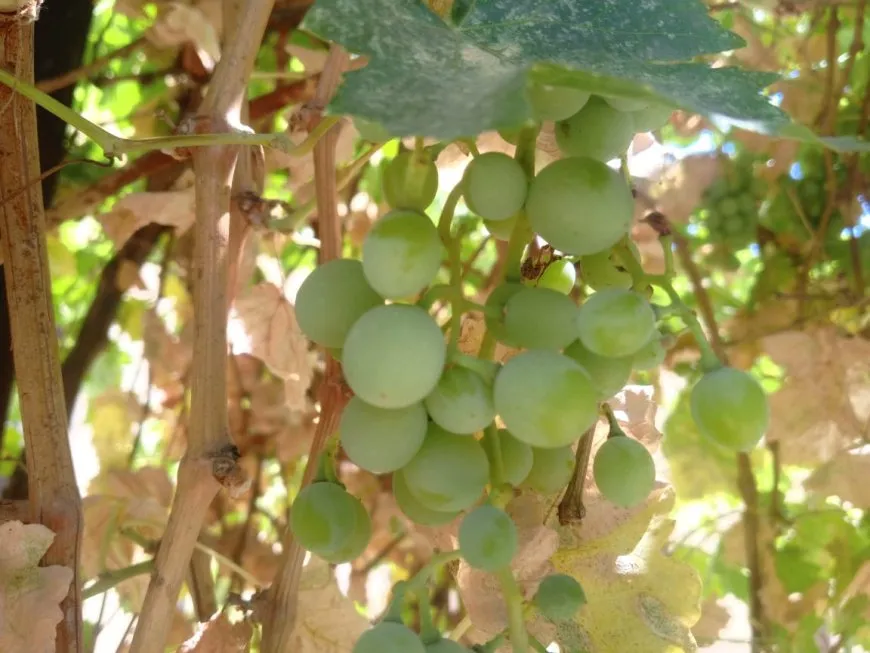 الطبيعة تتحدى حرّ الصيف بجمالها