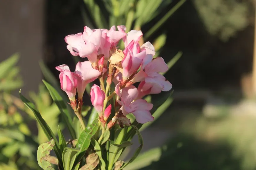 الطبيعة تتحدى حرّ الصيف بجمالها