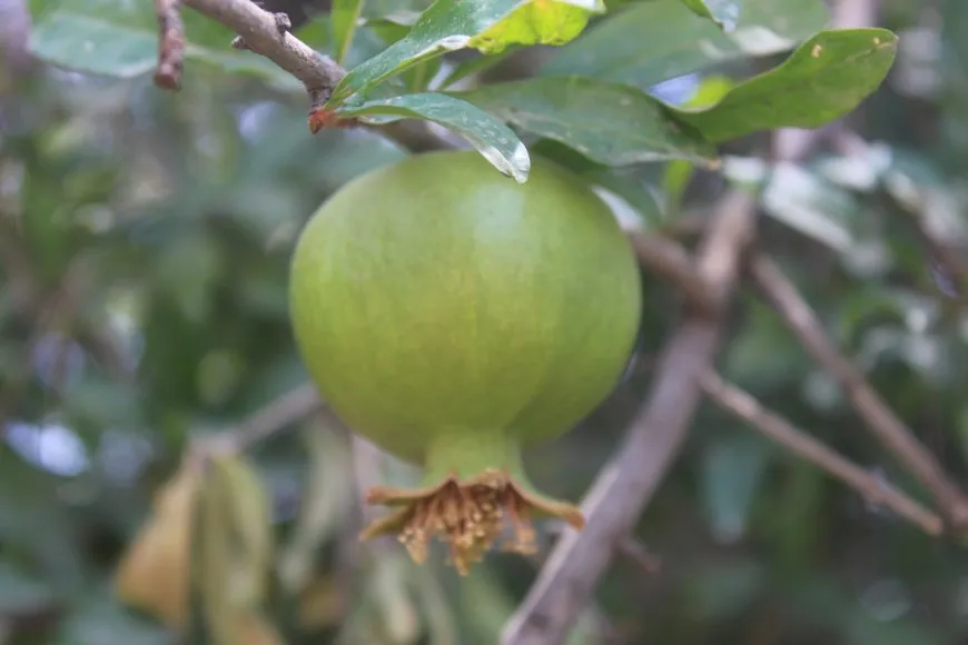 الطبيعة تتحدى حرّ الصيف بجمالها