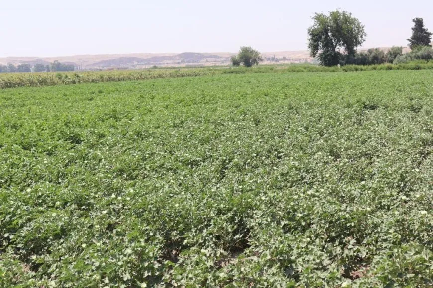 هيئة الزراعة والري في الرقة تقدم الرخص الزراعية للموسم الصيفي