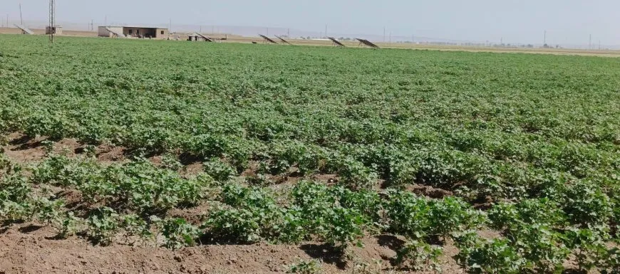 جولات ميدانية واسعة لحماية القطاع الزراعي وتعزيز الأمن الغذائي في مقاطعة الجزيرة