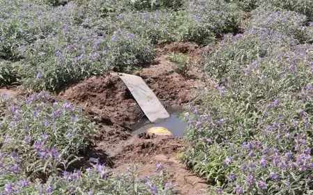 إتلاف محاصيل خضار تُروى بمياه الصرف الصحي في الحسكة بعد فشل التحذيرات