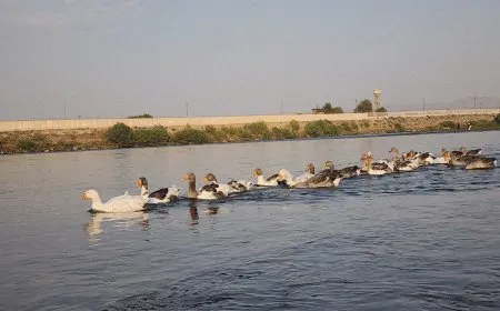 طبيعة قرية زهيرية بديرك تعكس جمال البيئة الريفية