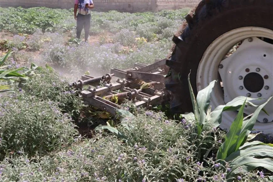إتلاف محاصيل خضار تُروى بمياه الصرف الصحي في الحسكة بعد فشل التحذيرات