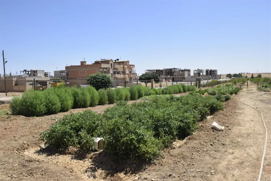 الدرباسية تتجه نحو الزراعة المستدامة لمواجهة آثار السياسات البعثية والرأسمالية على البيئة