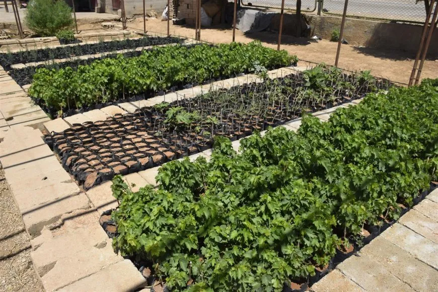 الدرباسية تتجه نحو الزراعة المستدامة لمواجهة آثار السياسات البعثية والرأسمالية على البيئة