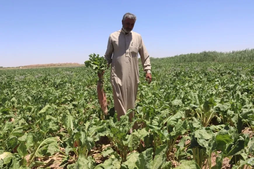 زراعة الشوندر السكري في الرقة.. أمل ضائع يدفع المزارعين نحو البدائل