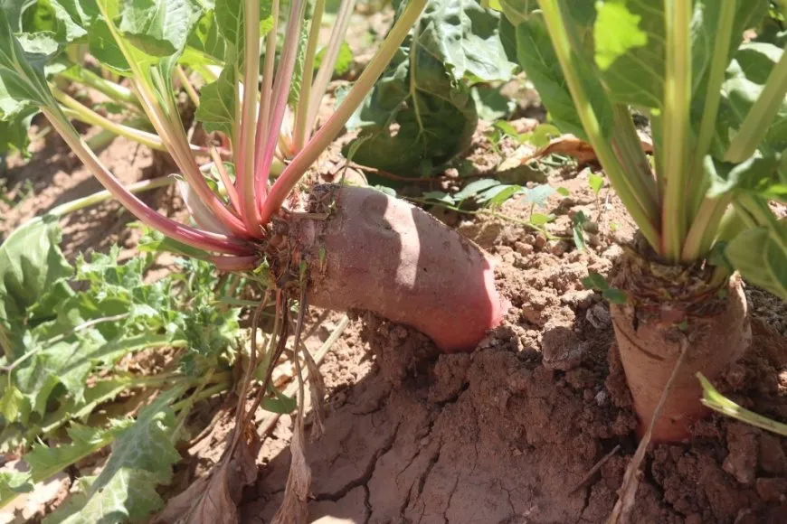 زراعة الشوندر السكري في الرقة.. أمل ضائع يدفع المزارعين نحو البدائل