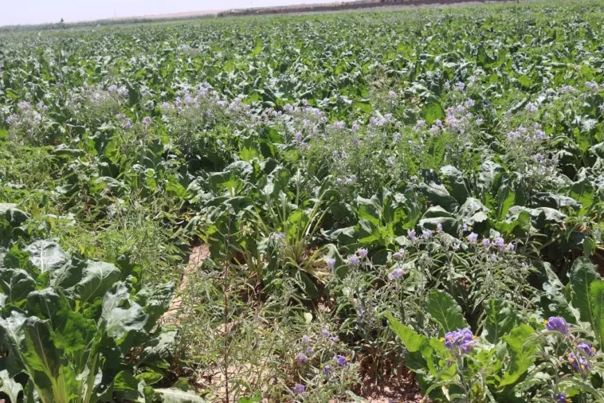 زراعة الشوندر السكري في الرقة.. أمل ضائع يدفع المزارعين نحو البدائل