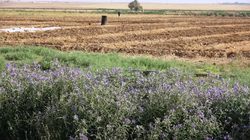 الأعشاب الضارة تهدد الزراعة الموسمية