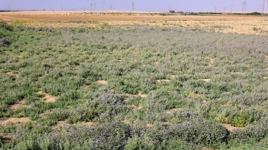 الأعشاب الضارة تهدد الزراعة الموسمية