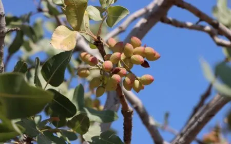 بدء موسم جني محصول الفستق الحلبي