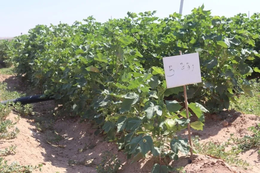 مركز البحوث الزراعية بالرقة يطوّر أصناف محسّنة من بذور القطن والقمح