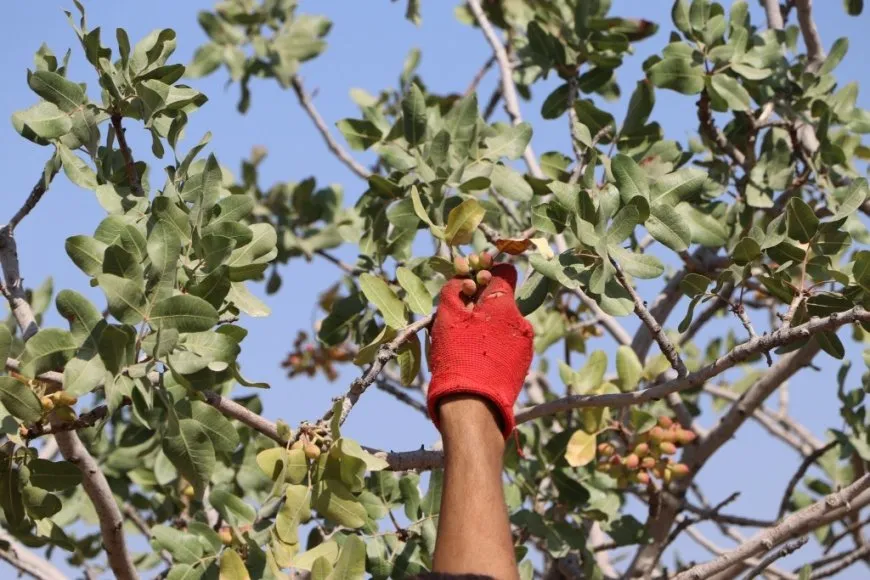 بدء موسم جني محصول الفستق الحلبي