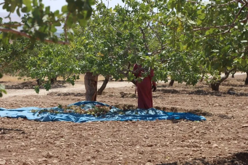 بدء موسم جني محصول الفستق الحلبي