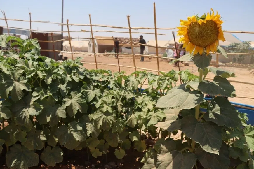 مهجّرو عفرين في الطبقة يحوّلون محيط خيامهم إلى مساحات خضراء 