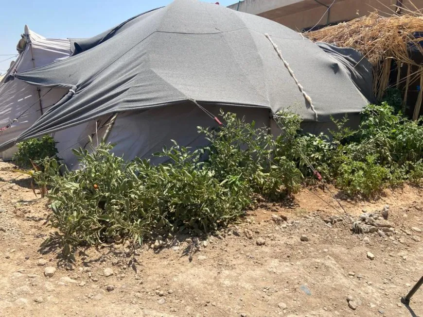 مهجّرو عفرين في الطبقة يحوّلون محيط خيامهم إلى مساحات خضراء 