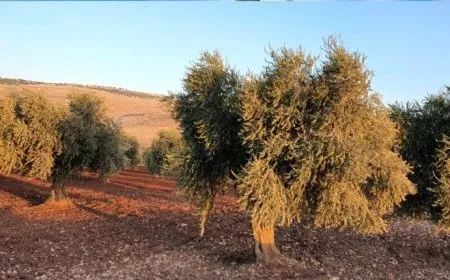 مرتزقة الاحتلال التركي يستولون على 1000 شجرة زيتون بريف عفرين المحتلة