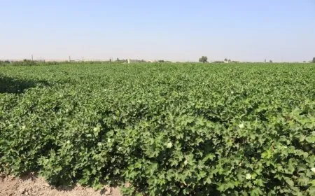القطن يستعيد حضوره في حقول شمال وشرق سوريا بإنتاج مرتقب يبلغ 75 ألف طن