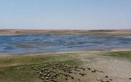 الفاو تحذر من انهيار الأمن الغذائي في سوريا بسبب الجفاف